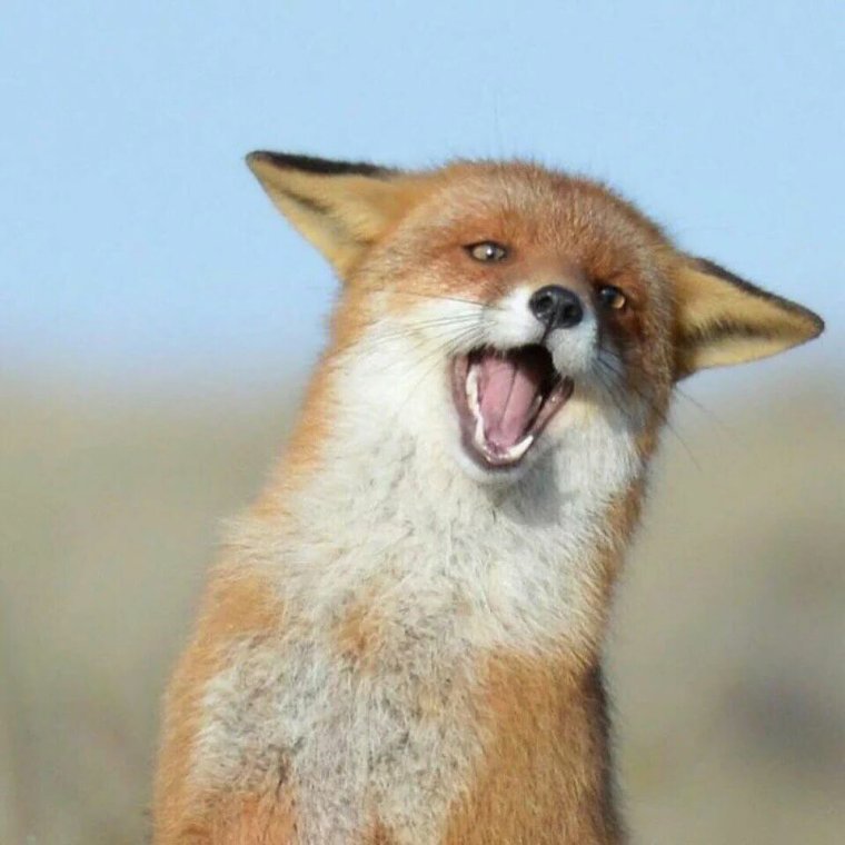 Смешные лисички