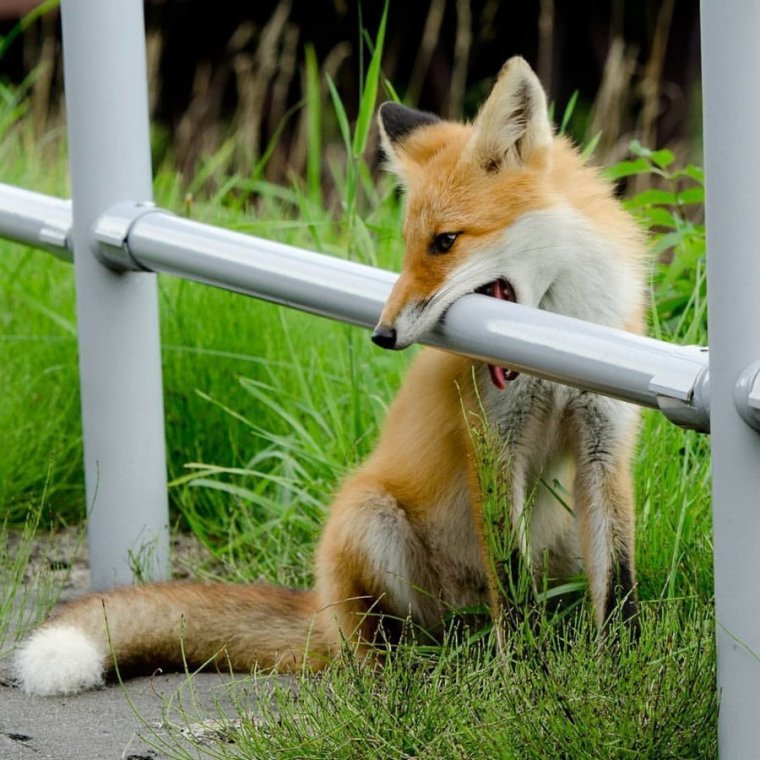 Лисичка Кусь