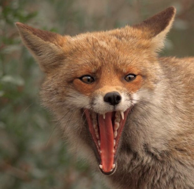 Наглая лиса