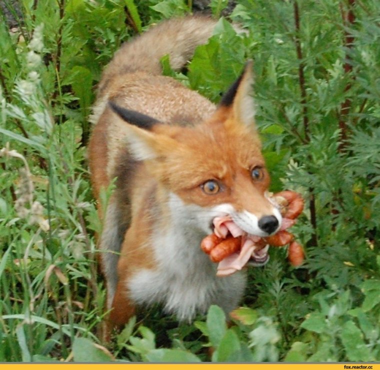 Смешные лисички
