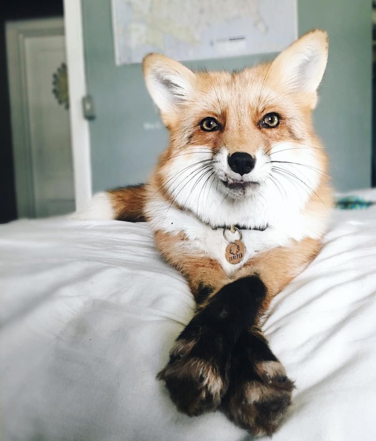 Лиса Джунипер перекрестила лапки