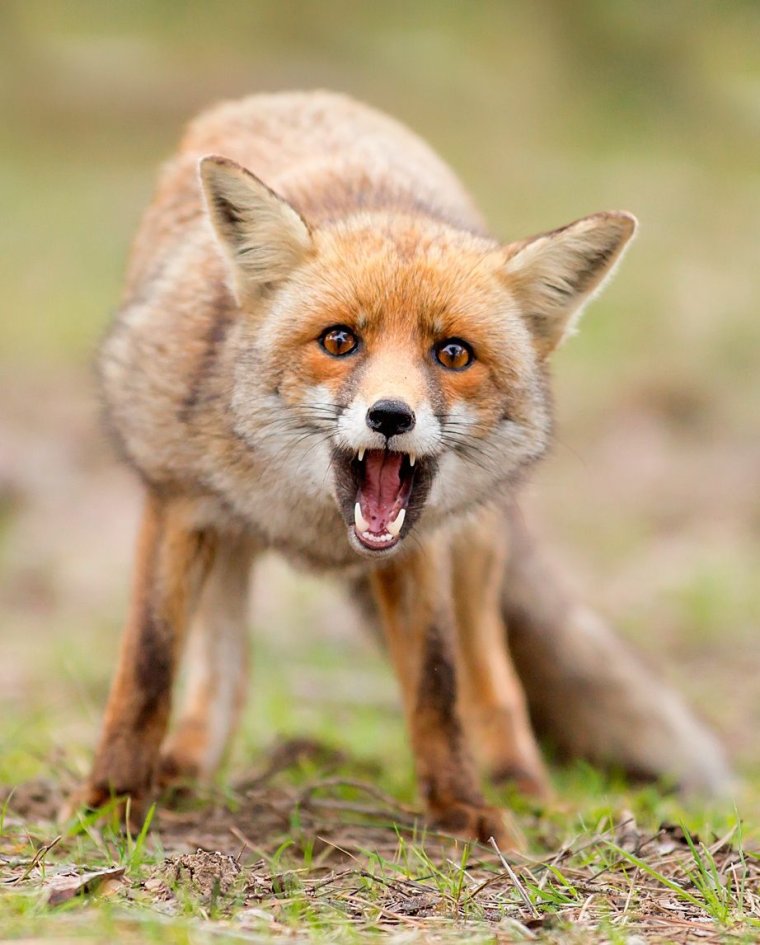 Смешная лиса