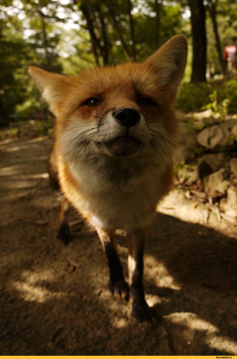Смешная лиса