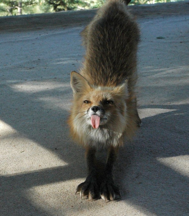 Лиса показывает язык