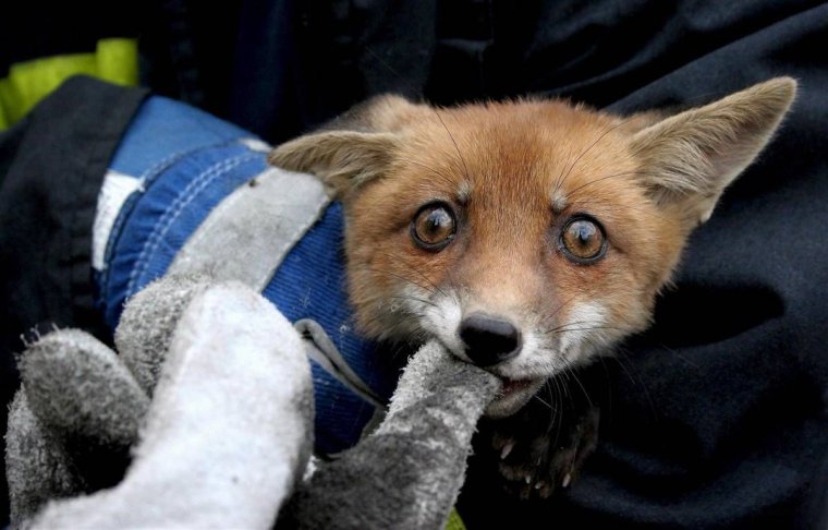 Напуганная лиса