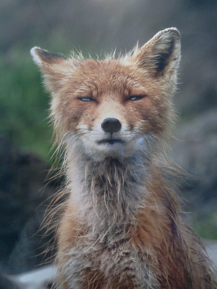 Хитрая морда лисы