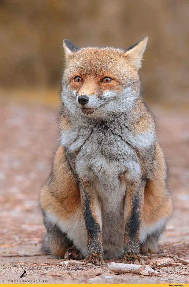 Лисяка подозревака