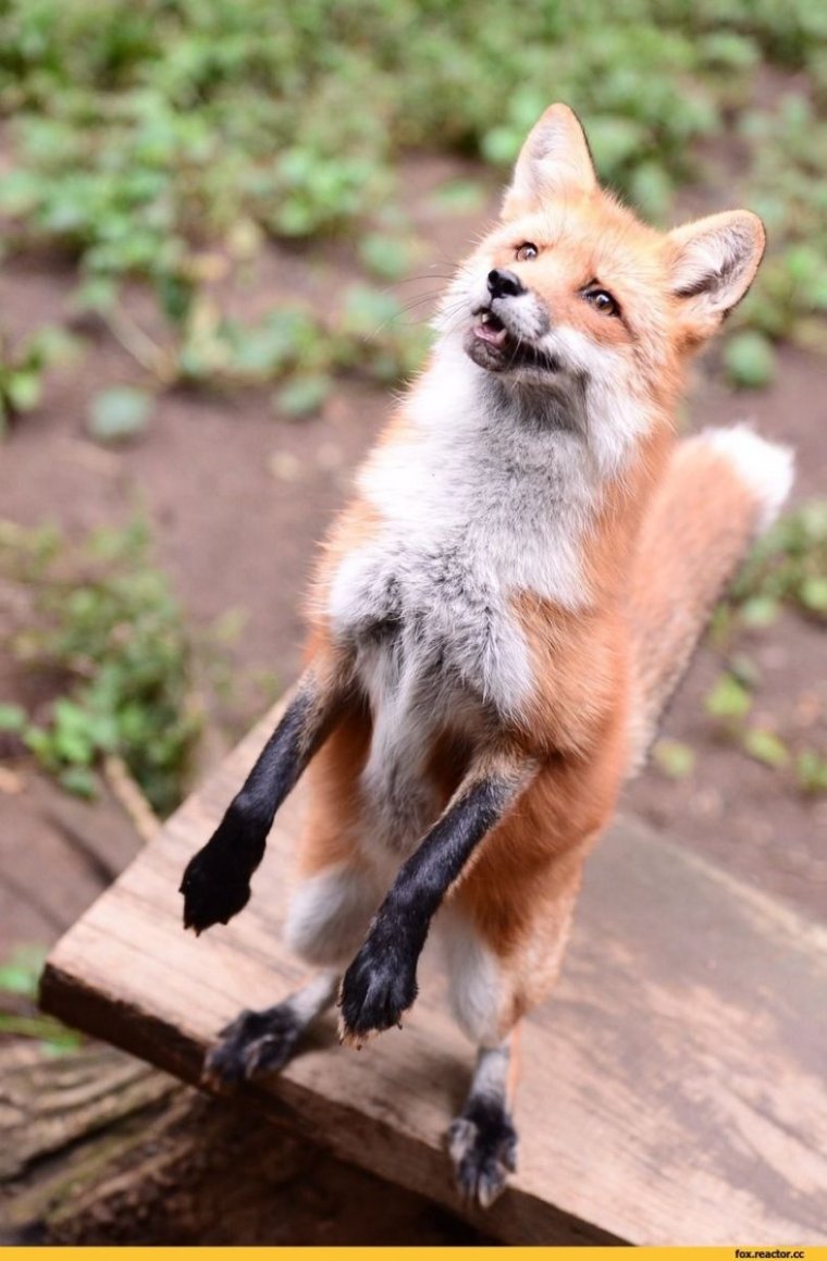 Клевая лиса