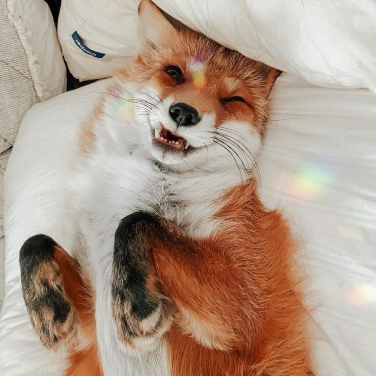 Счастливая лиса Джунипер