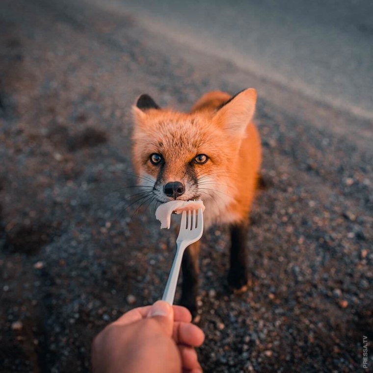 Прикольные лисы