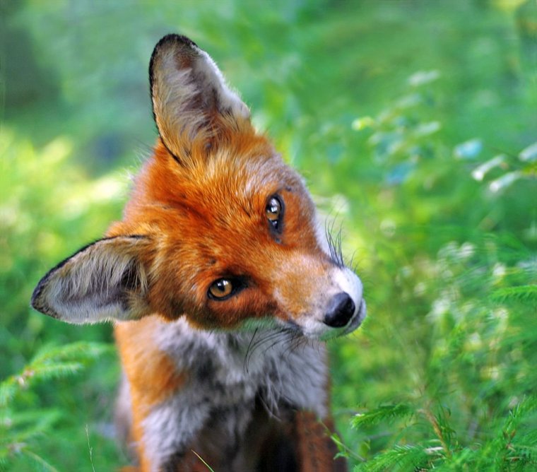 Прикольная лиса