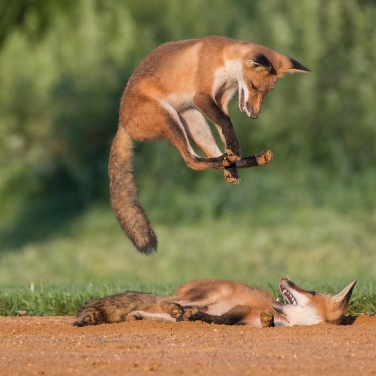 Игривая лиса