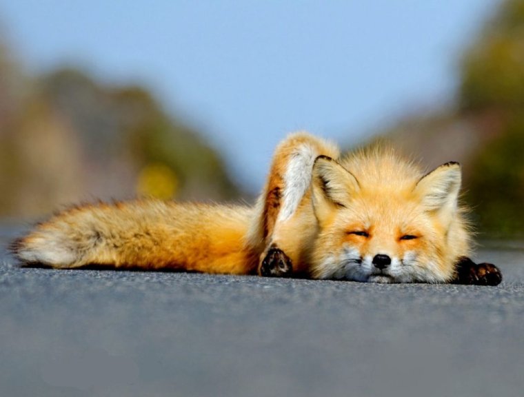 Смешная лиса