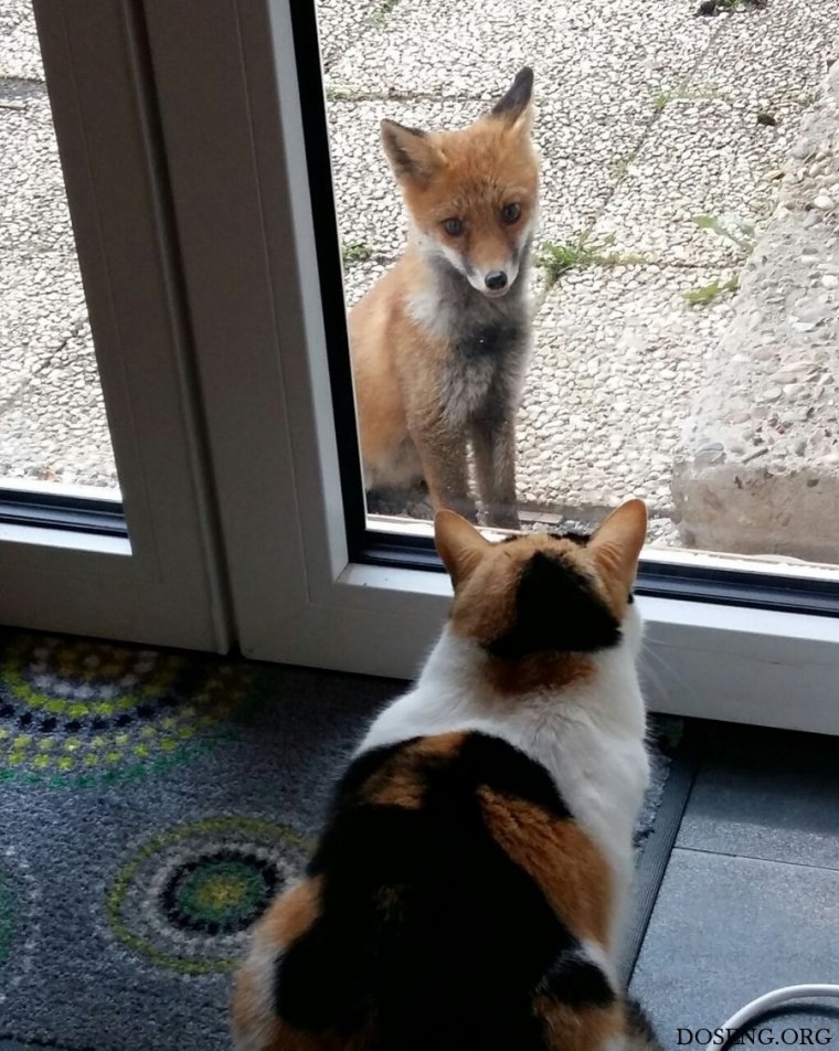 Лиса прикол