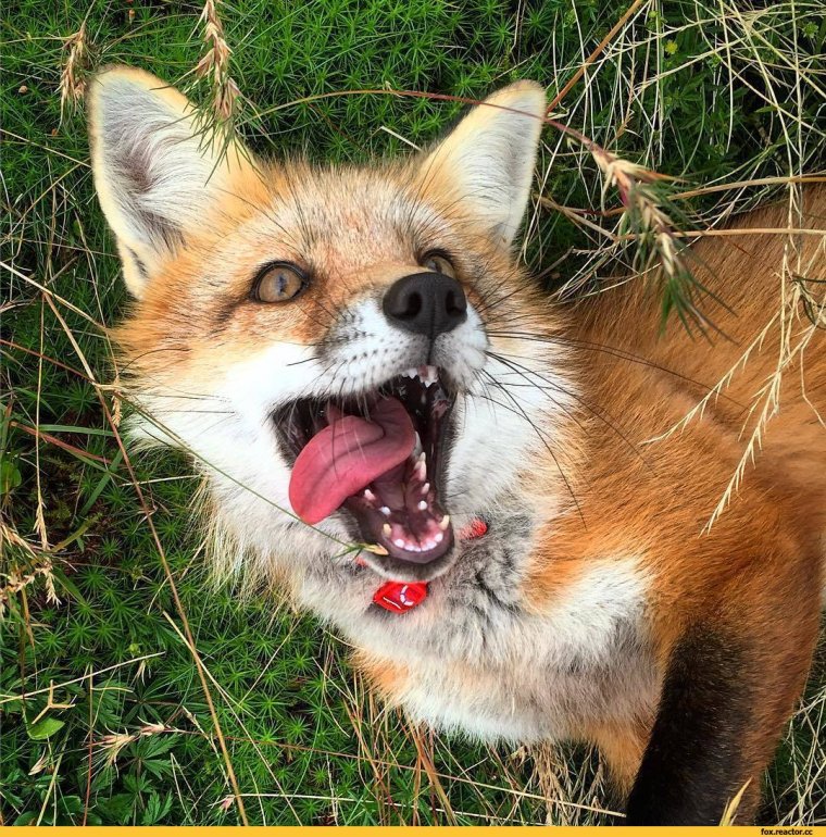 Клевая лиса