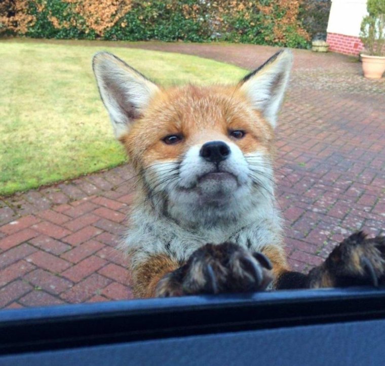 Смешная лиса прикол