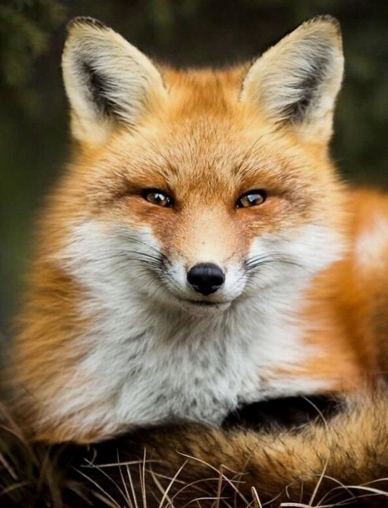 Хитрая лиса