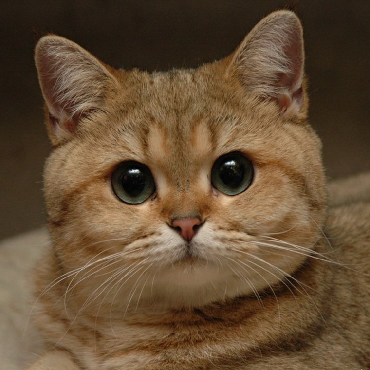 Саша Пидрила