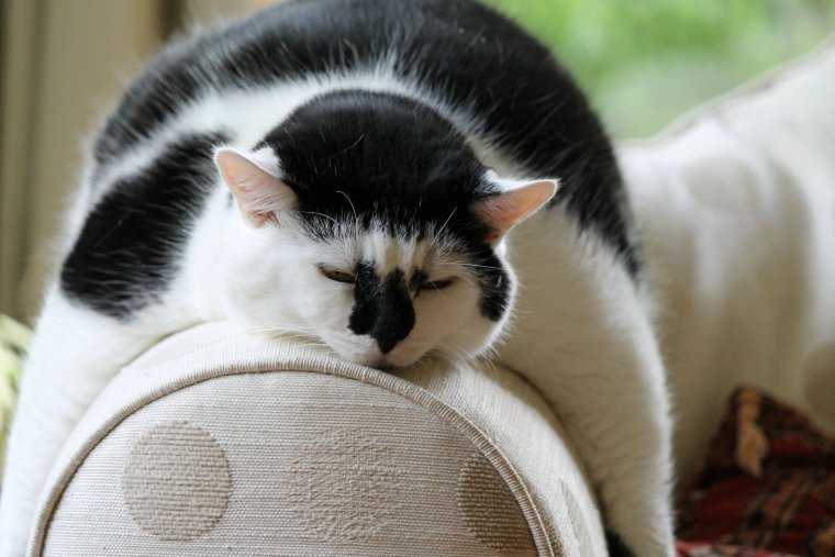 Утро смешные животные