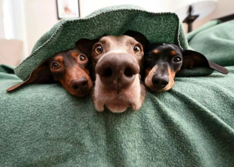 Доброе утро собаки