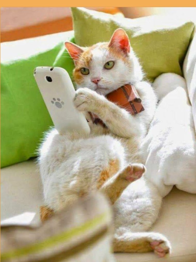 Кошка с телефоном