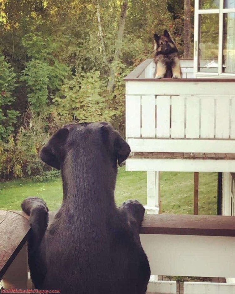 Животные которые поднимут настроение