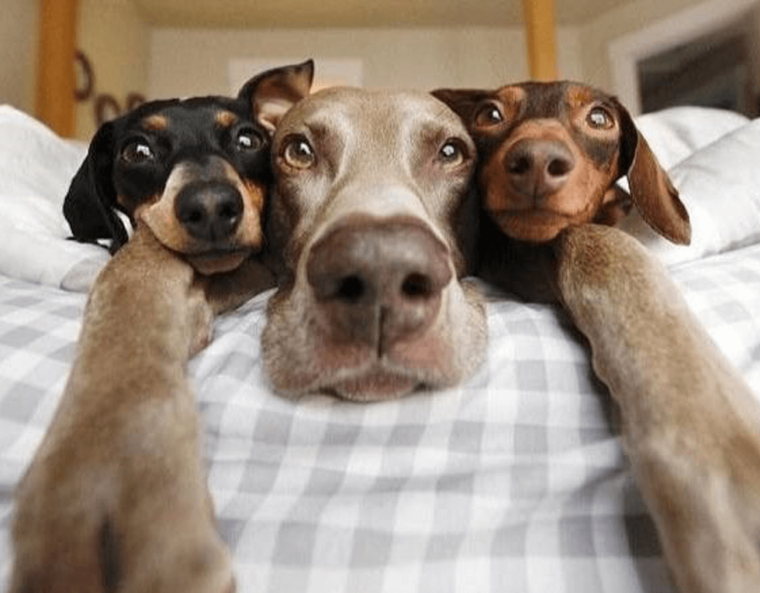 Смешные домашние животные