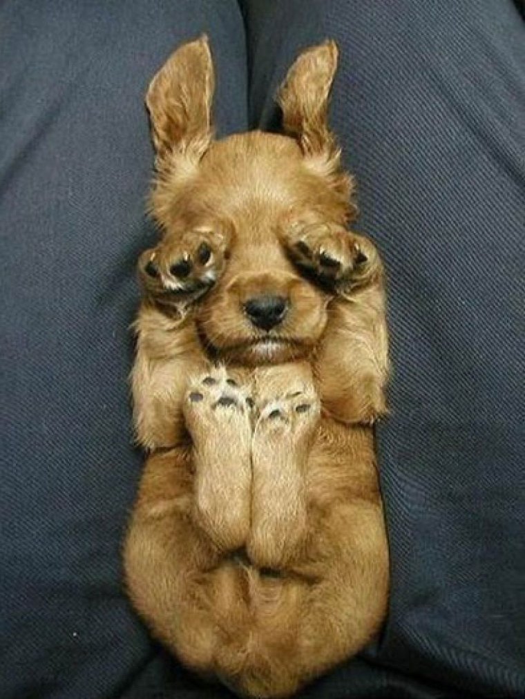 Доброе утро с собаками смешные