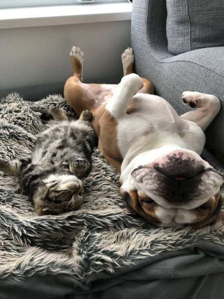 Уютные животные