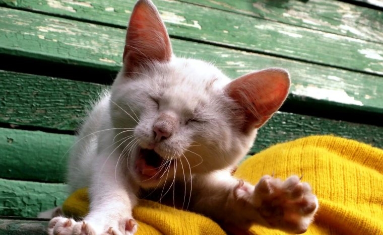 Смешные котята