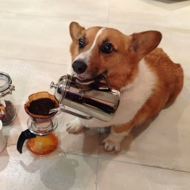 Собачка с чаем