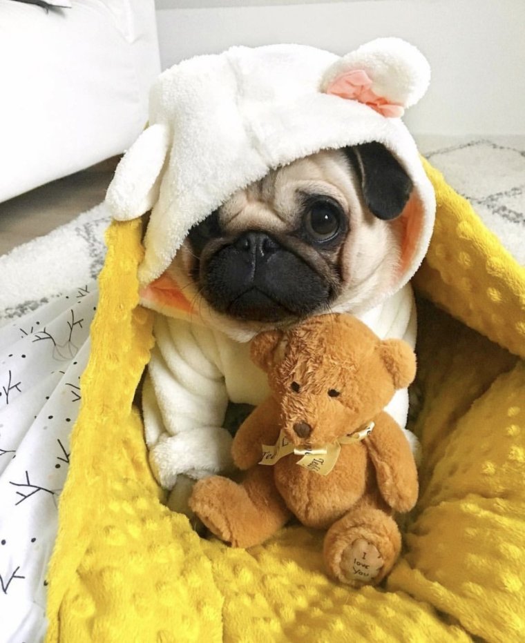 Спокойной ночи Мопс