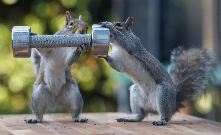 Суровая белка