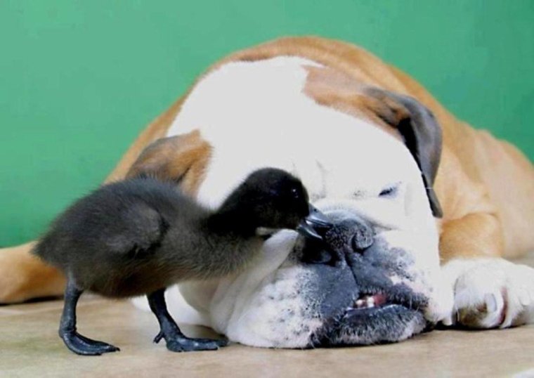 Пробуждение животных