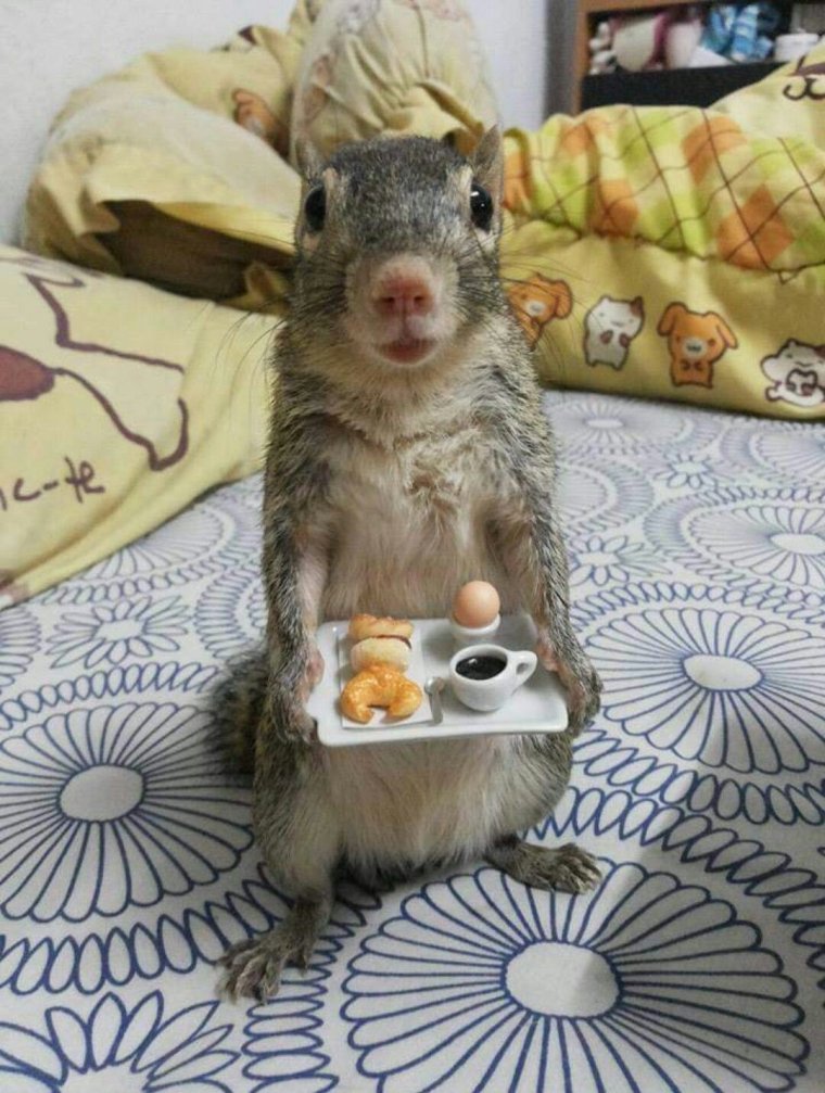 Смешные картинки с добрым утром