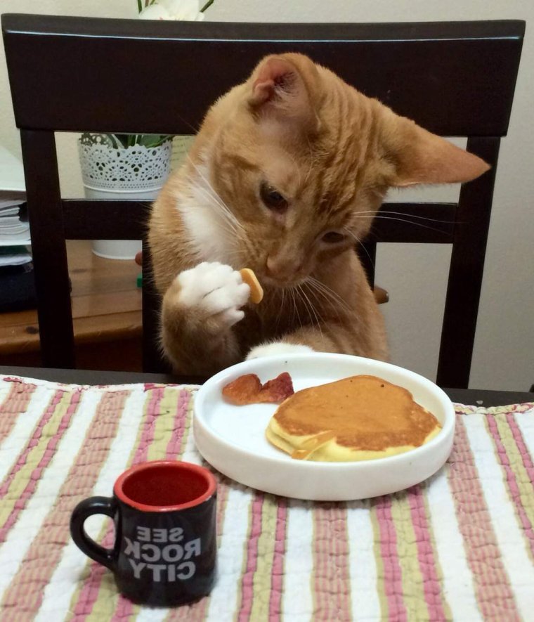 Котик завтрак