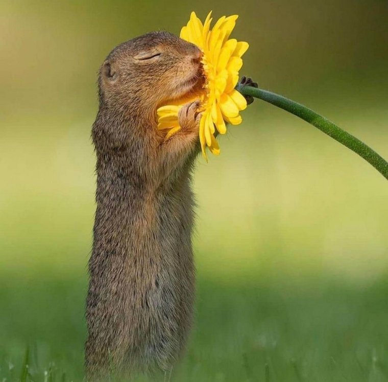 Животные нюхают цветы