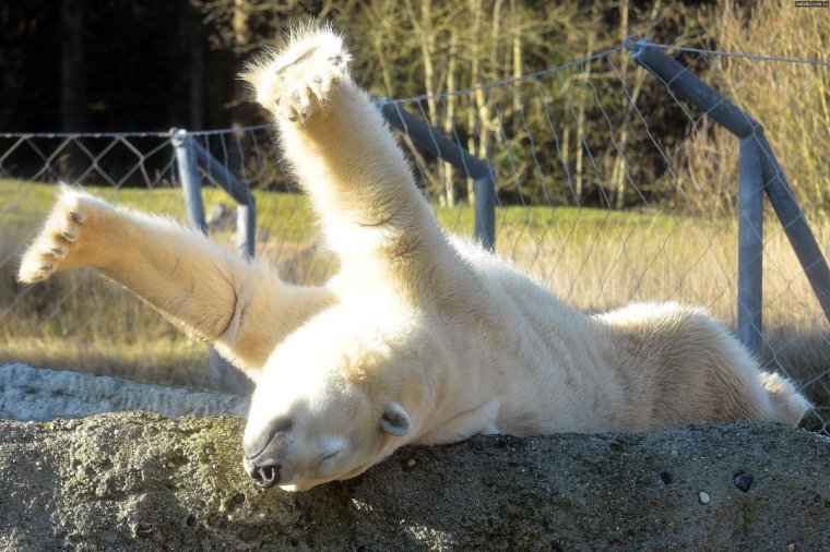 Животные просыпаются