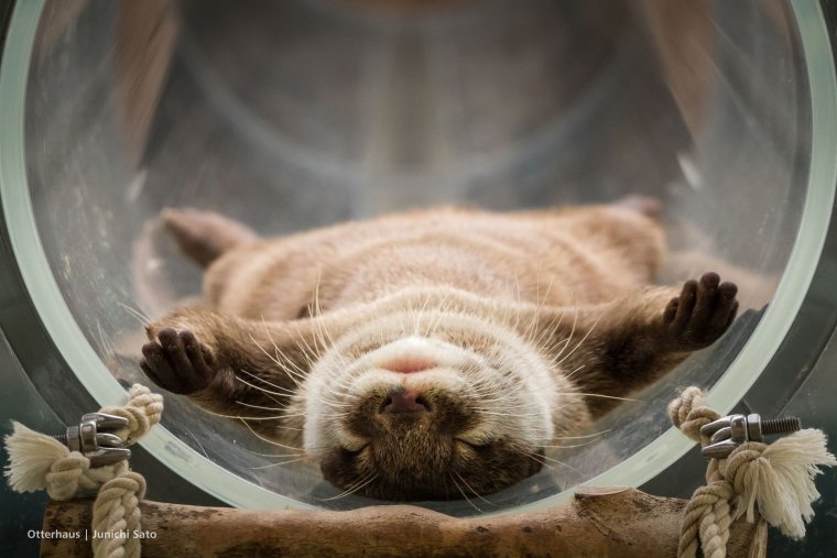 Утро смешные животные