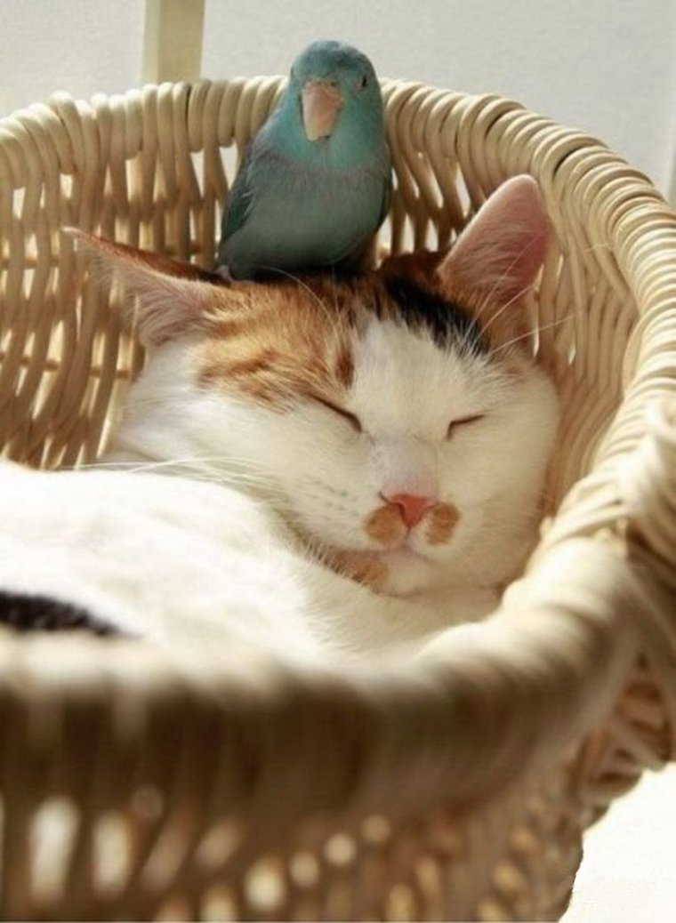 Котенок и попугай