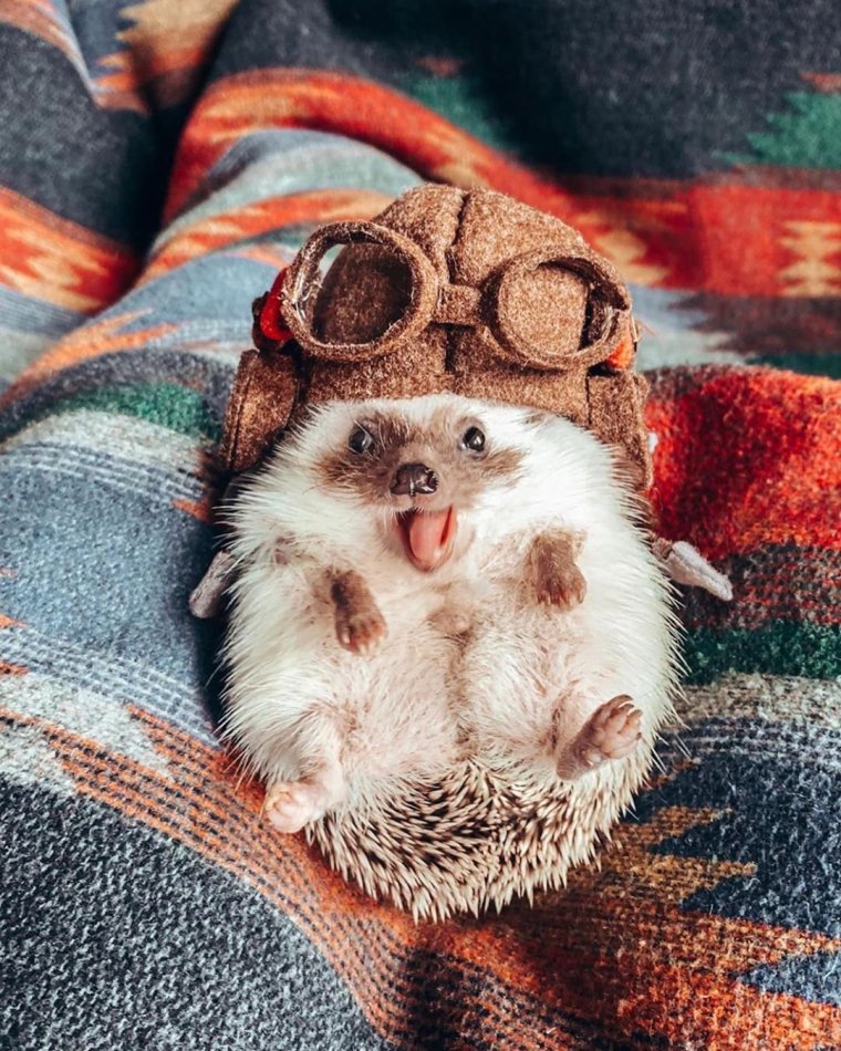 Счастливый Ежик Херби