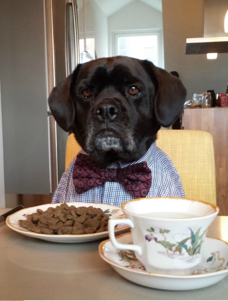 С добрым утром собаки