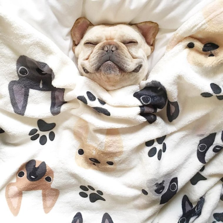 Стильные животные