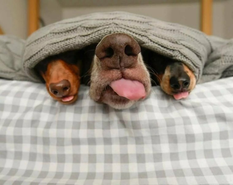 Собака утро