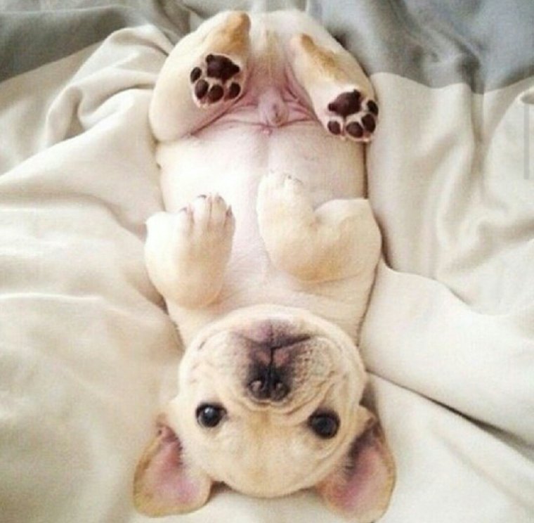 Французский бульдог лежит на спине