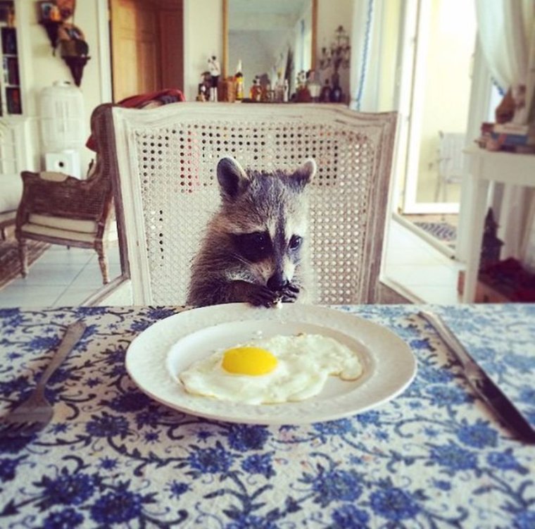 Енот за столом