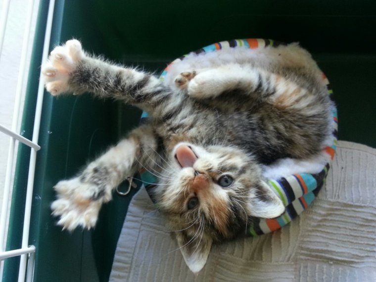 Смешные котята утро