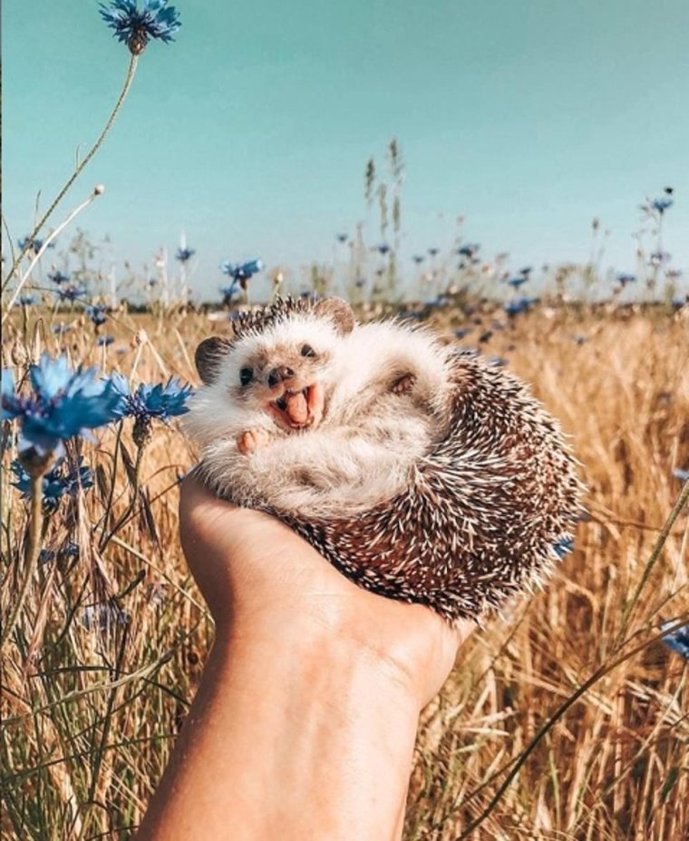 Ежик улыбается