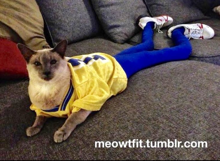 Кот в штанах