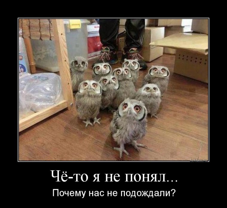 Совята первокурсники